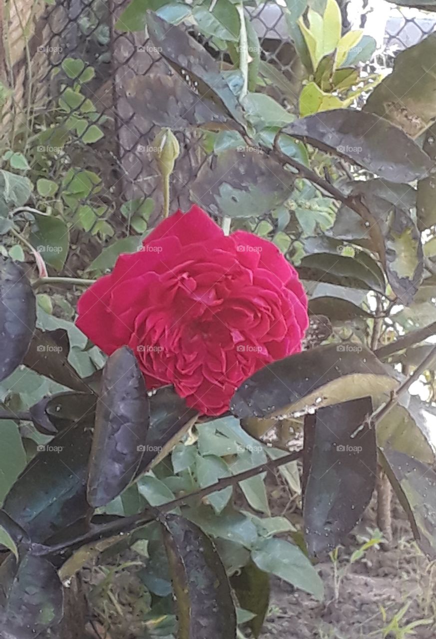 Botão de Rosa Roseira Rosa Flôr Rosa Vermelha Botão de Rosas Vermelhas Natureza VIVA Amor Garden Flora