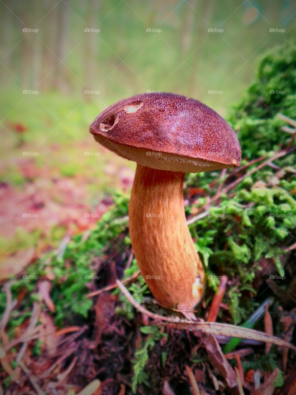 big enough. a celebration just before cutting