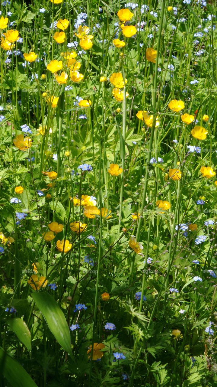 Wild flowers 