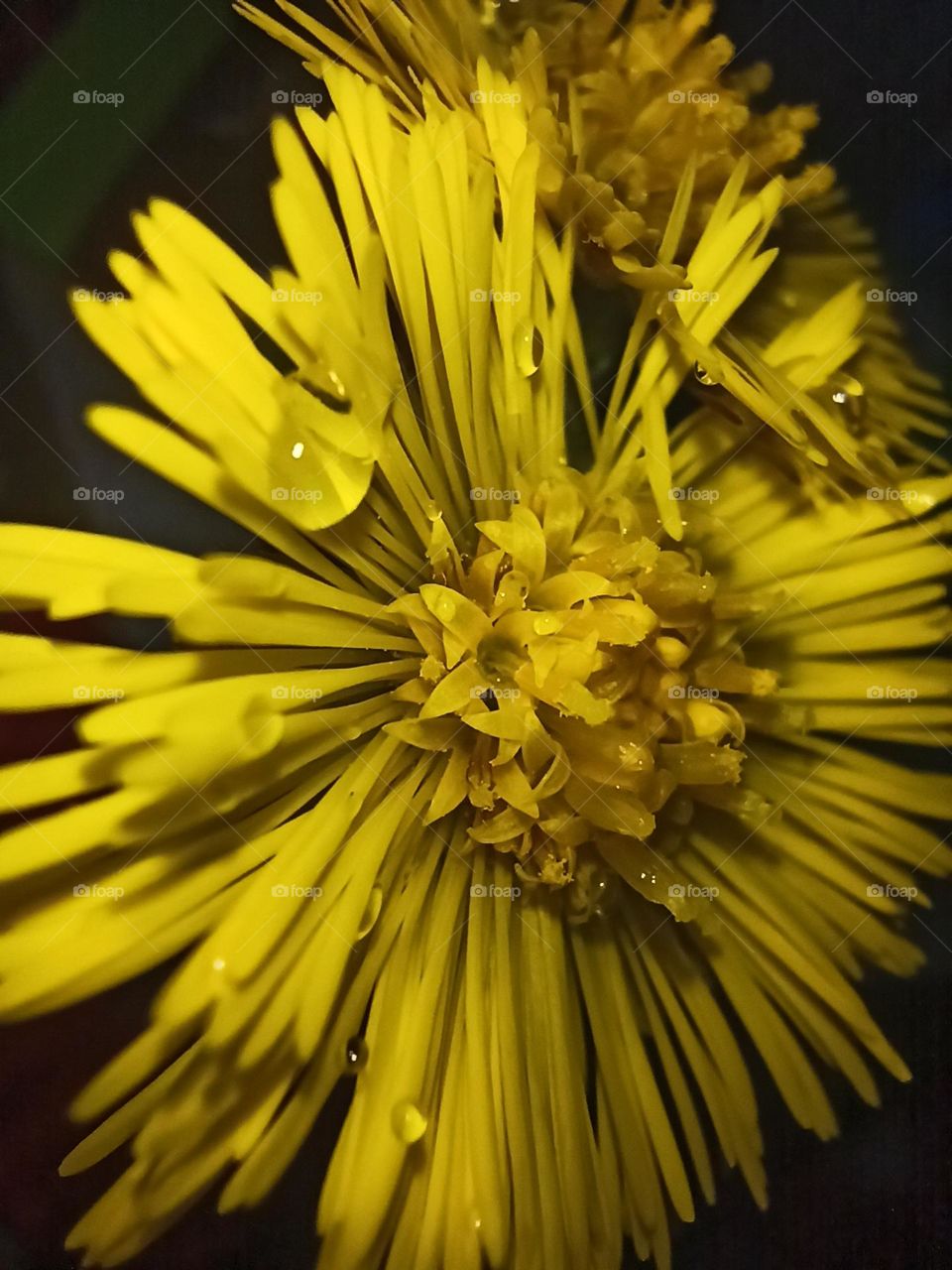 macro photography spring breeze