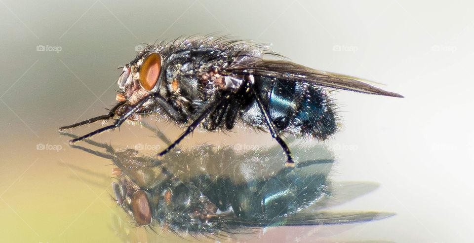 Macro of a fly with reflection 