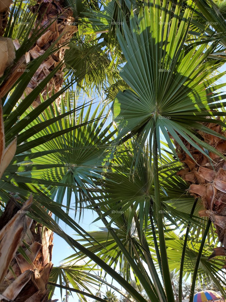 The Beauty of Palm Trees