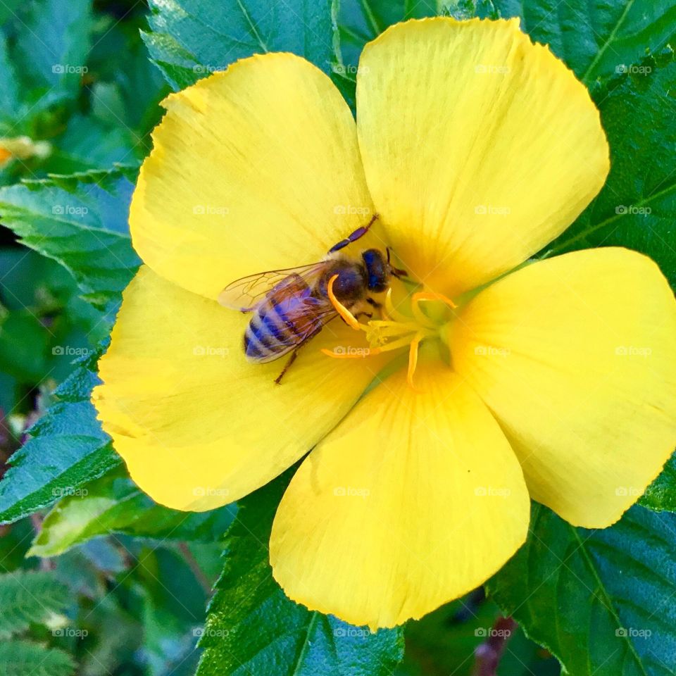 Pollinator at work