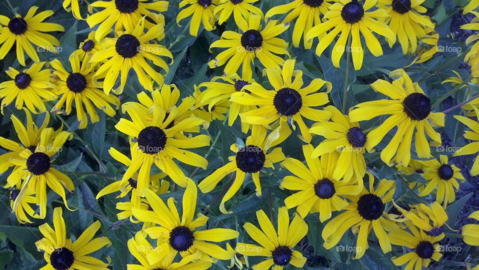 Vermont Wildflowers. Black-eyed Susans in Vermont