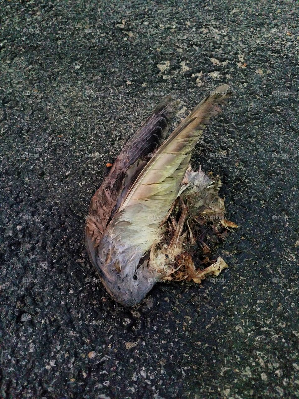 A dead bird I found in the parking lot