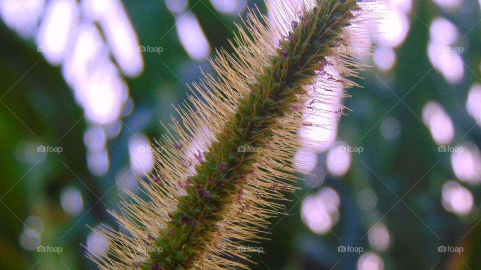 A tall weed on a path in the middle of a cornfield.