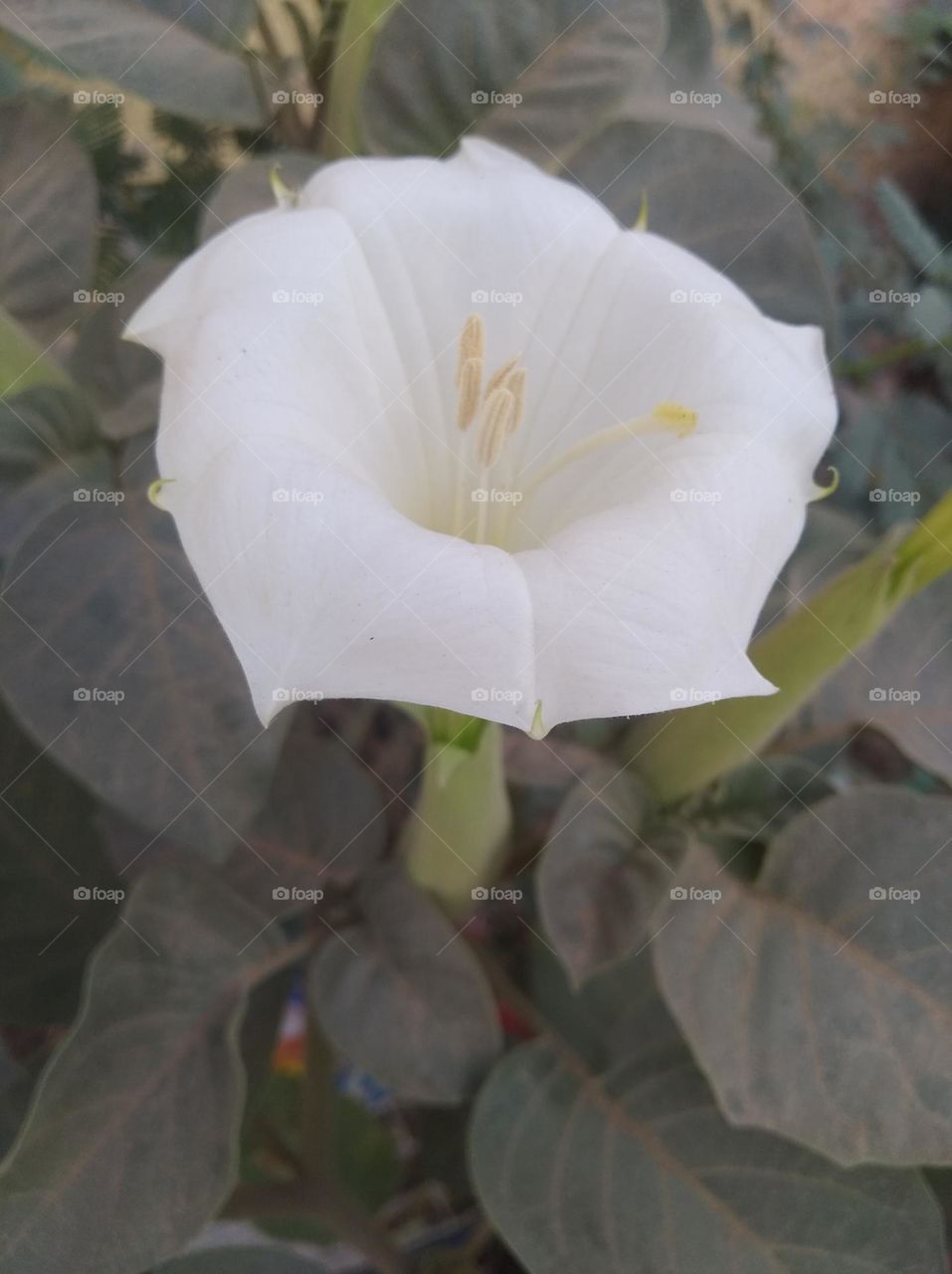 the Datura Flower white in colour looks very beautiful generally found everywhere fresh seasonal very poisonous species