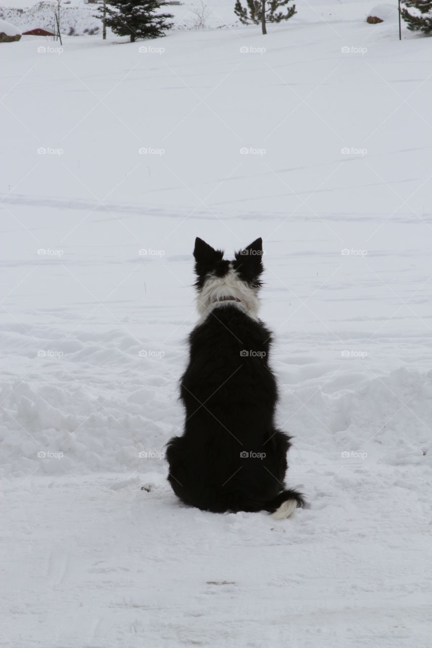 Dog waiting in the snow