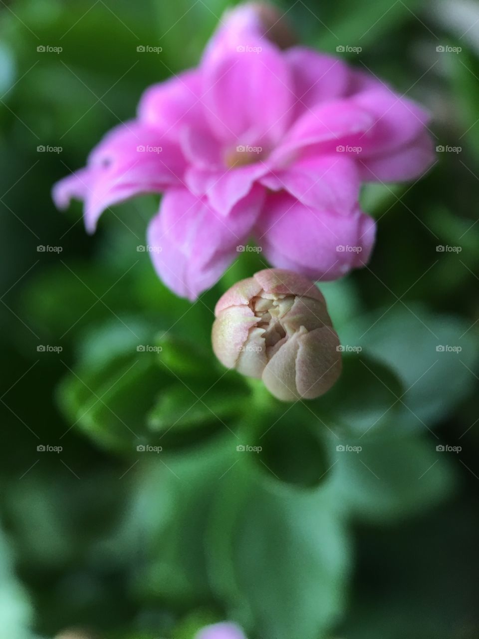 Flower and bud