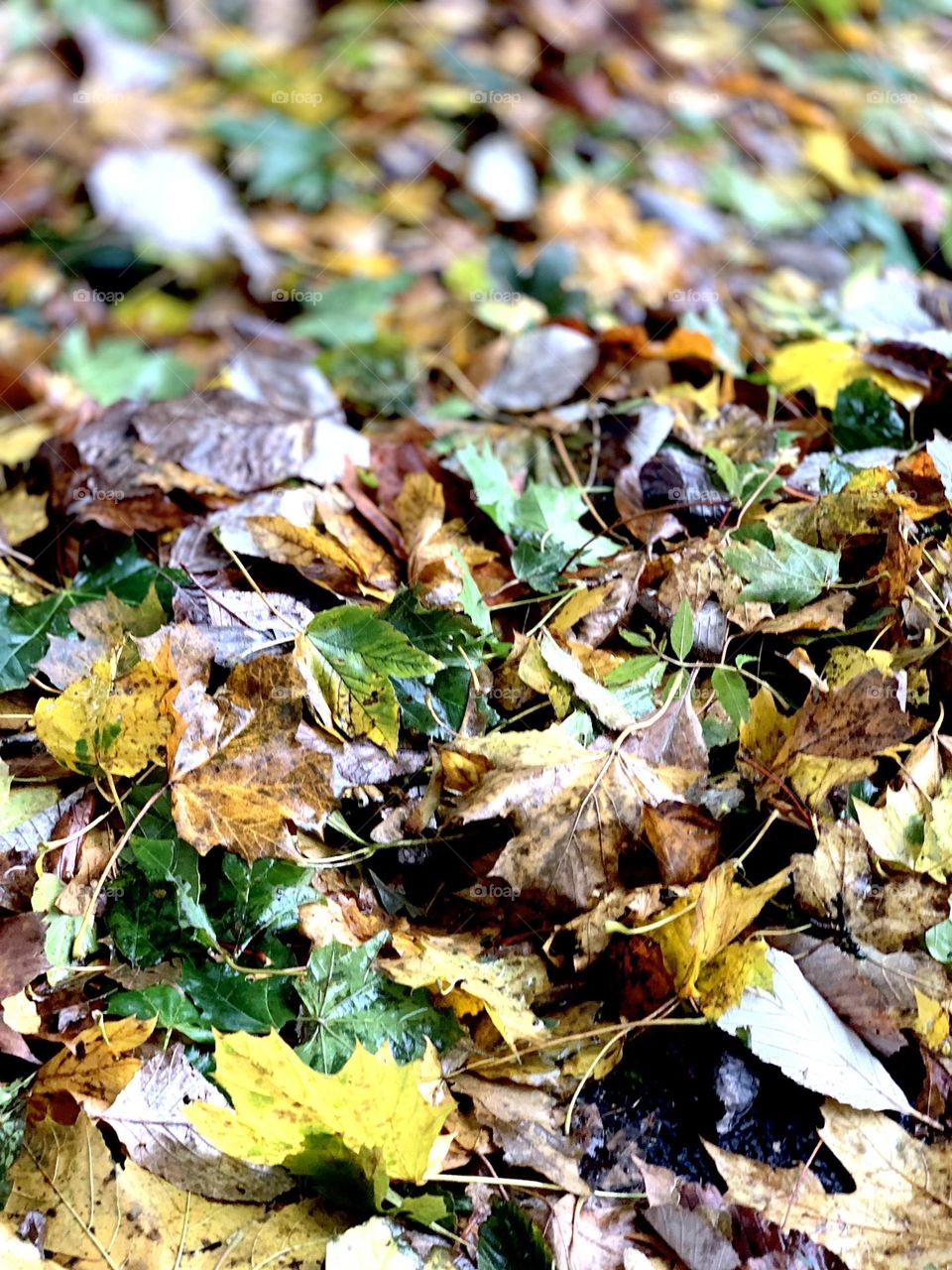 Fallen leaves in autumn