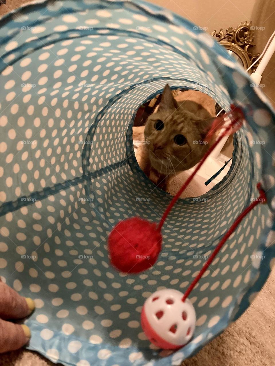 Cat in a polka dot tunnel