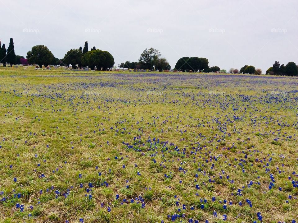 Field of bluebonnets, the Texas state flower. Cemetery in the background.