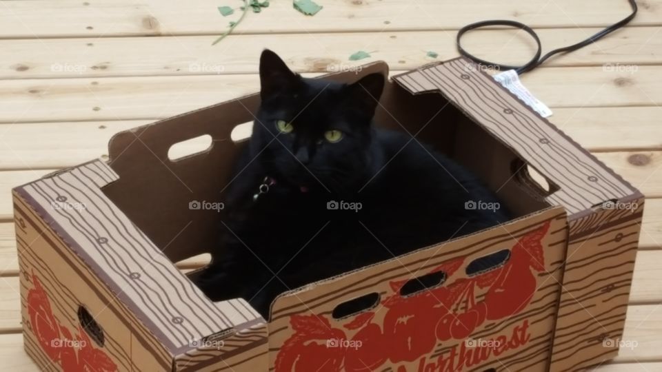 Lucy in a box