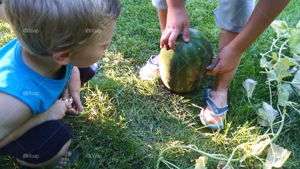 watermelon. picking the mellon