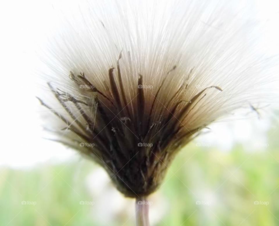 flower in herb and blur background