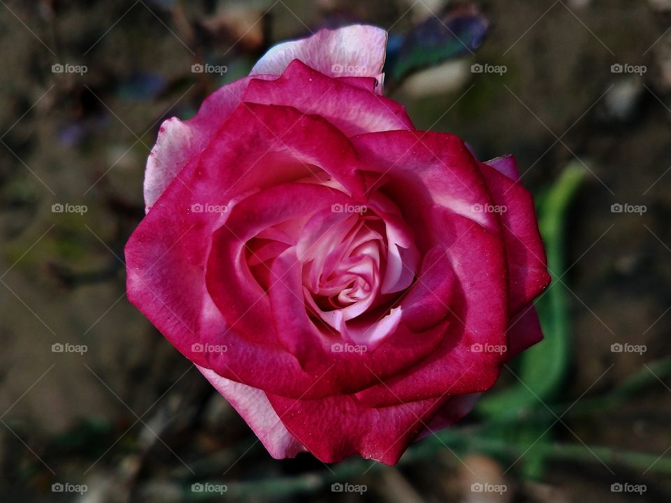 Pink beauty captured from my flower garden.😍📸 The way this flower blossoms inspires me to go with the flow.🤩