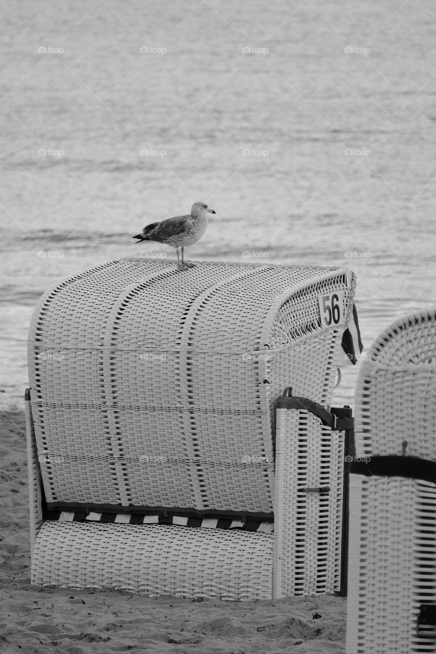Seagull resting