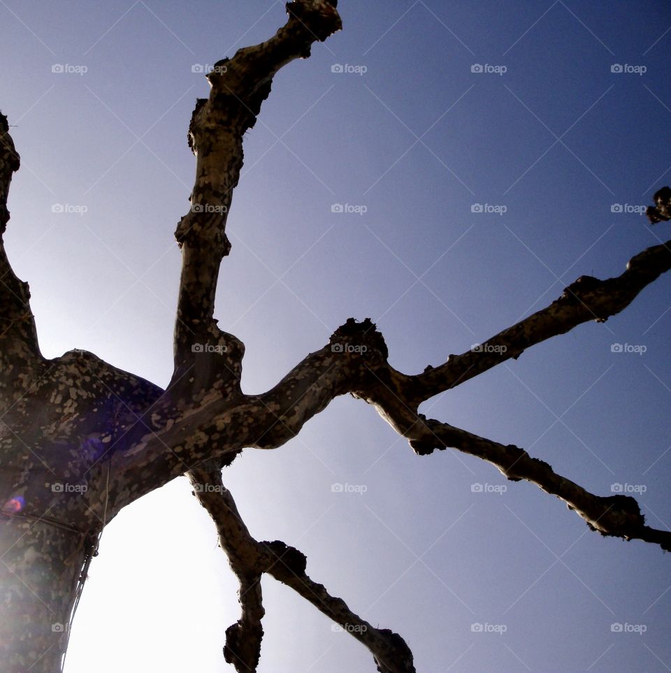 Bare tree in the sun