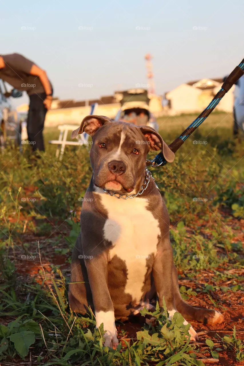 curious dog