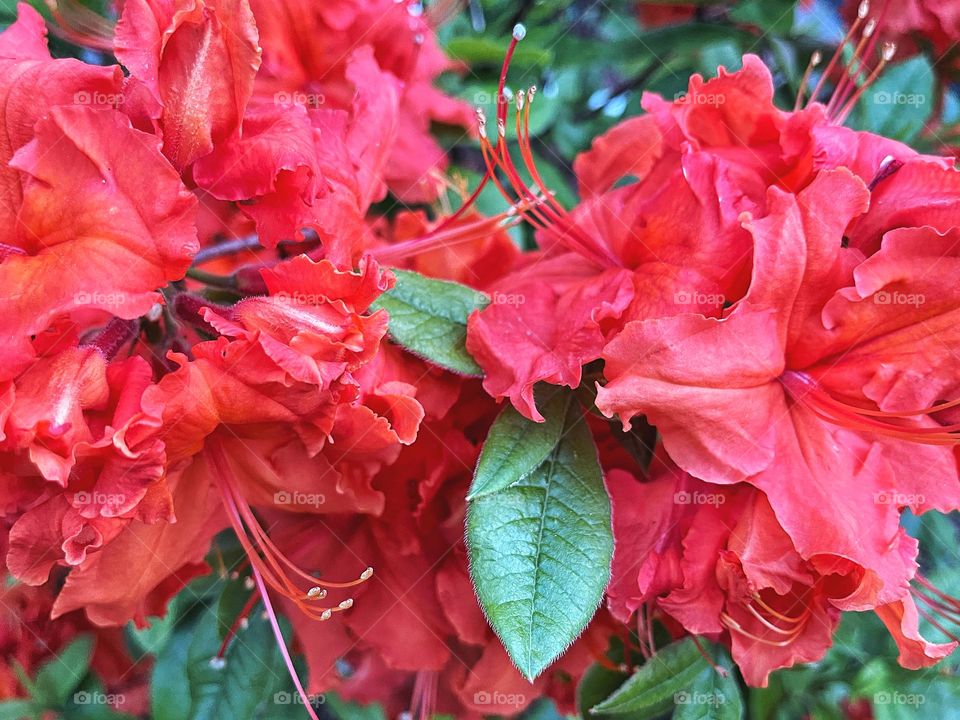 Gibraltar Azalea in my garden 