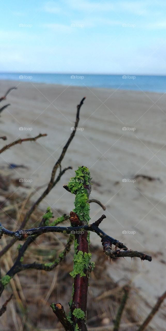 moos green grün sand strand beach