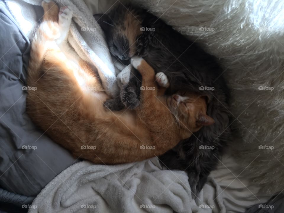 Sleep, People, Dog, Mammal, Portrait