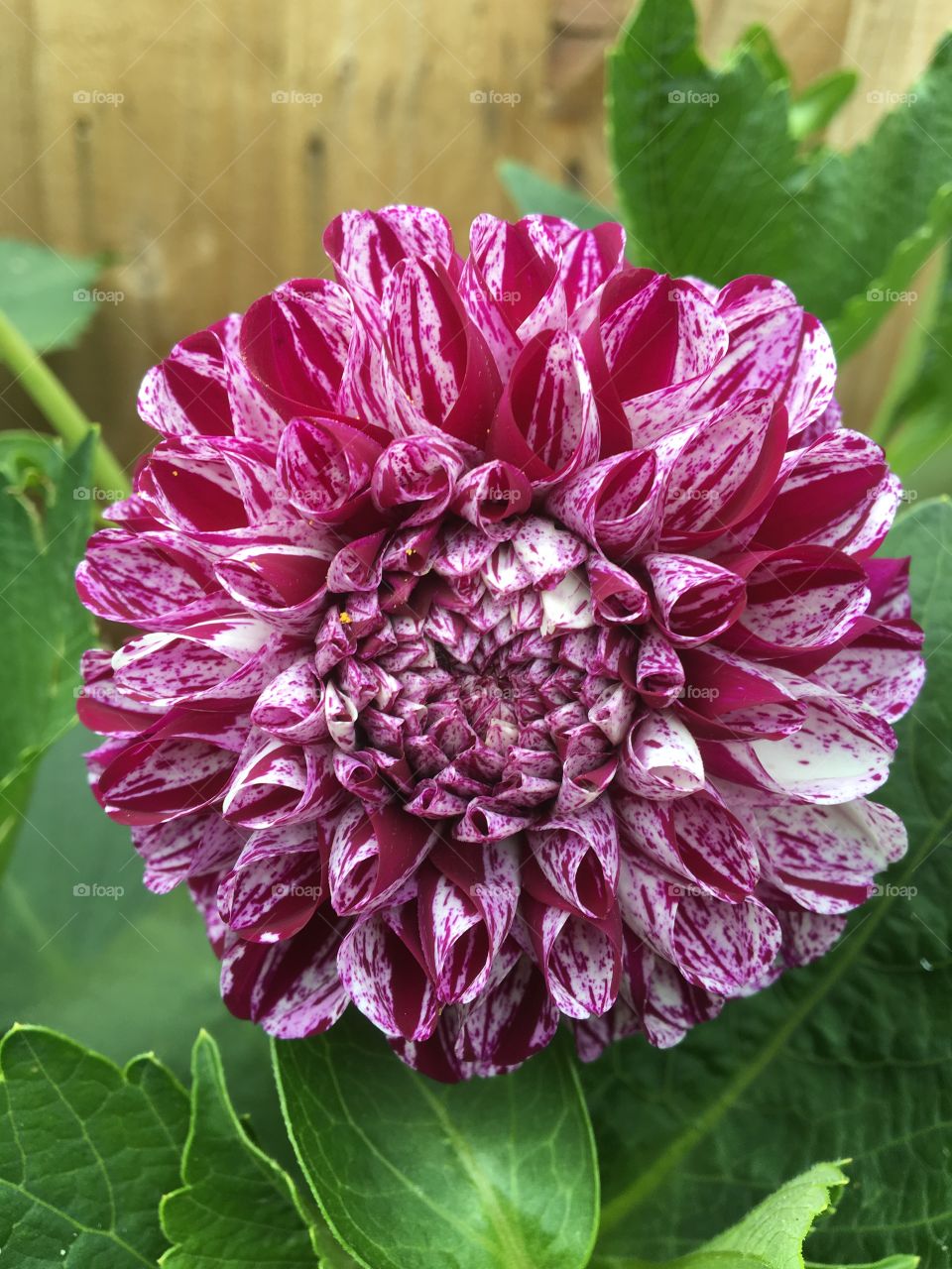 Dahlia