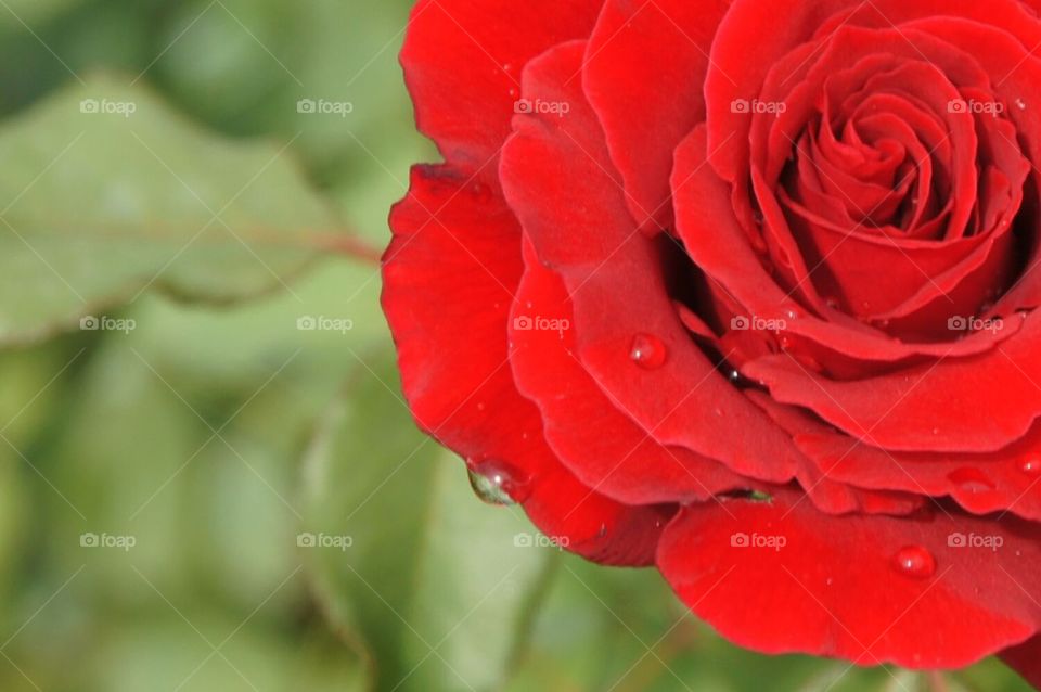 Red rose off center