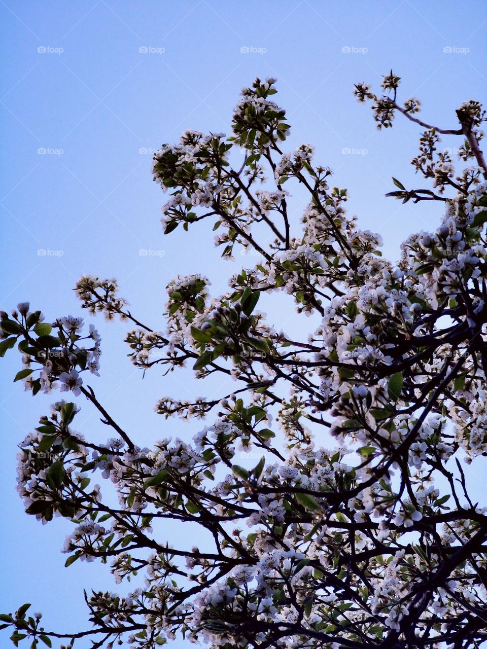 Beautiful morning with pear tree flowers