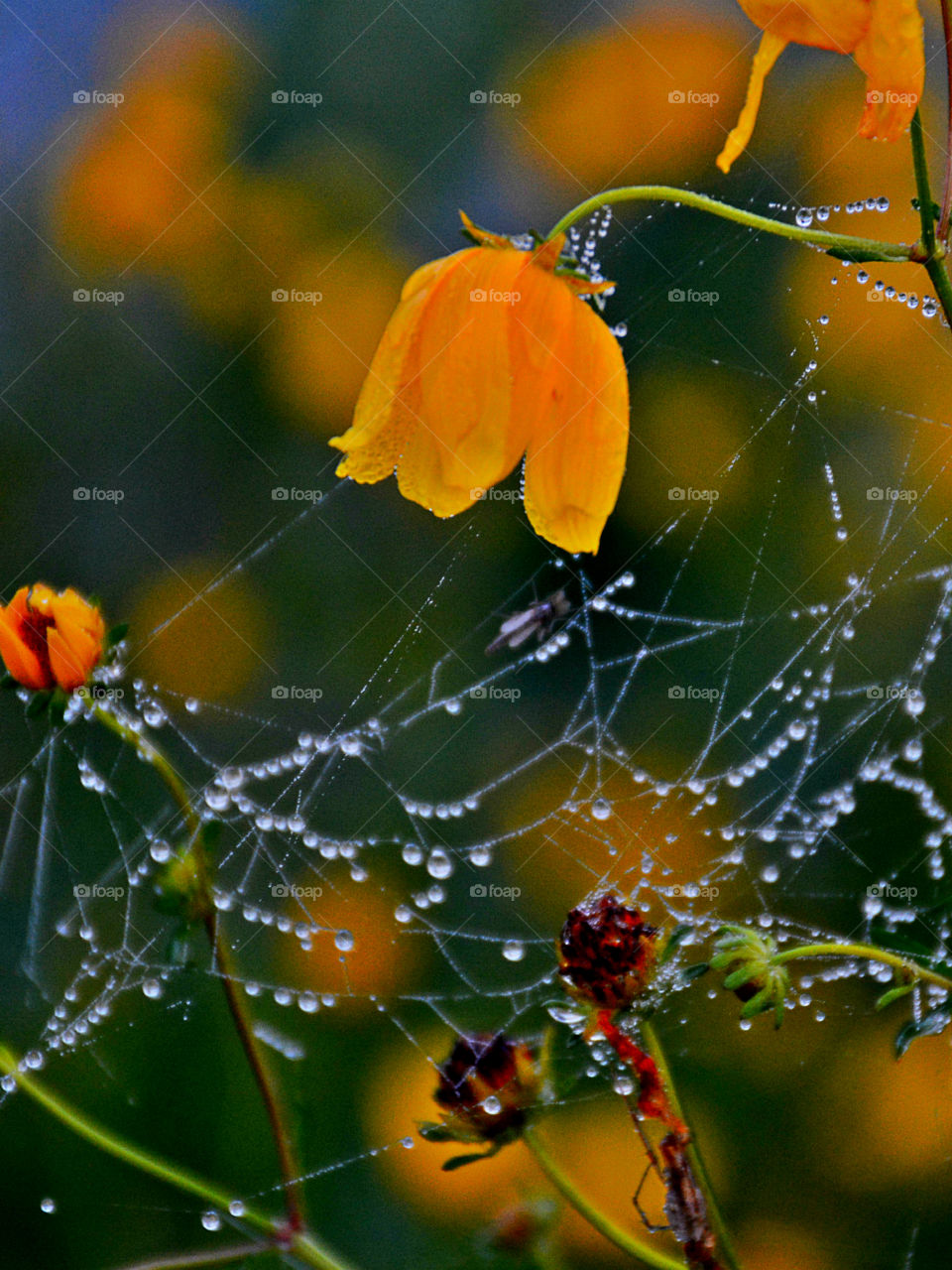 Water drops on spider web