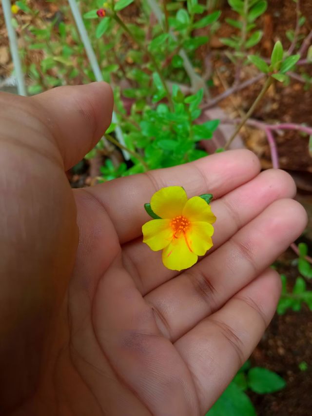 flower on hand