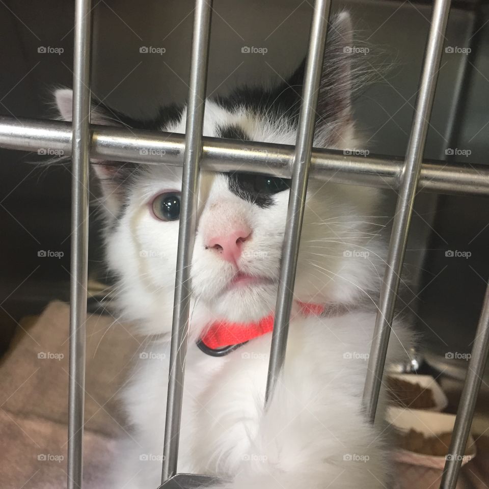 Kitten waiting to be adopted