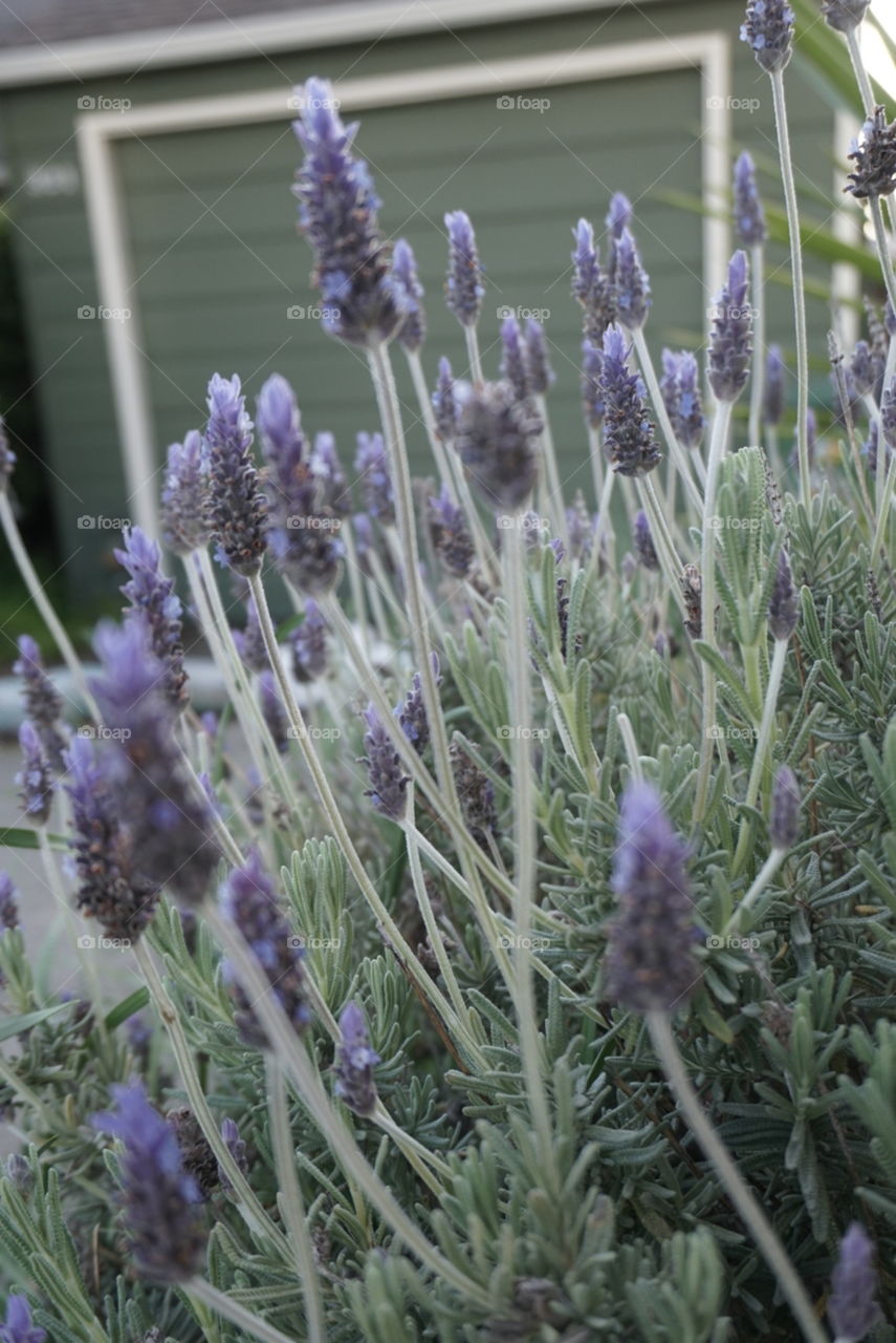 Common Lavender 
Springs 
California Flower