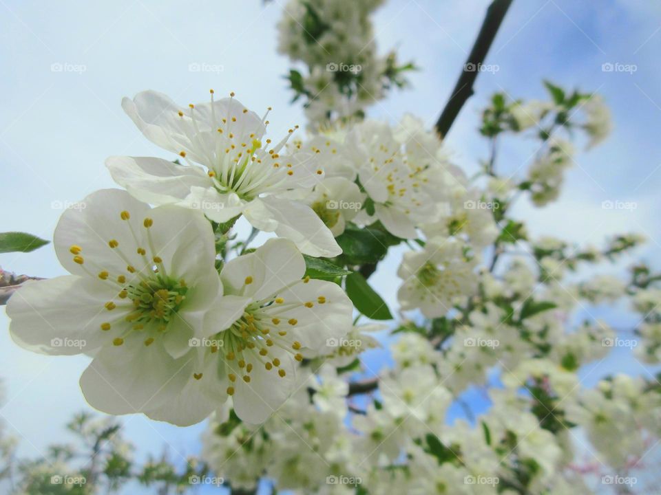 spring flower