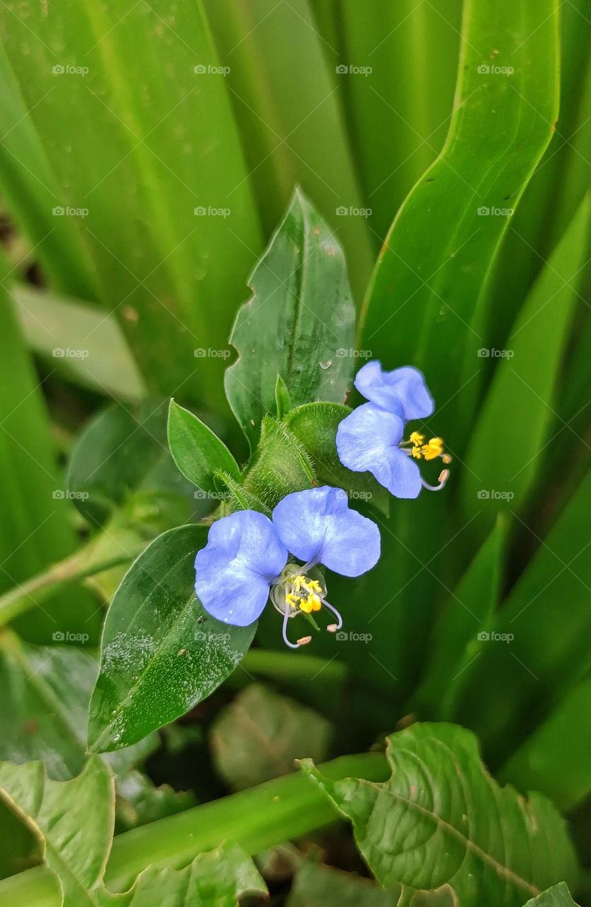 Blue flowers on the green background