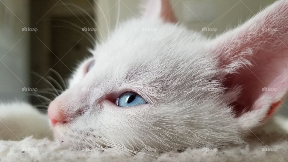 blue kitten eyes