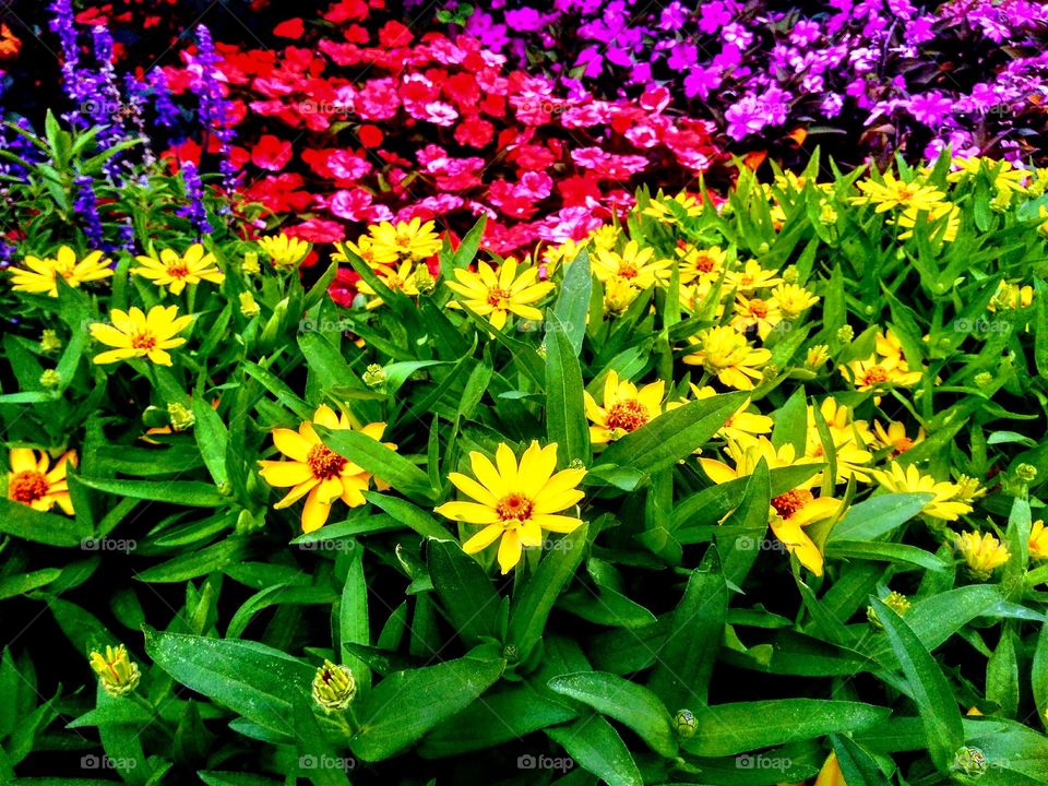 stop to smell the flowers