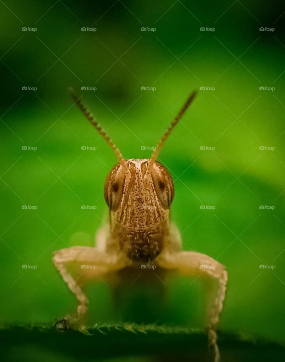 beautiful and cute insects # Closeup