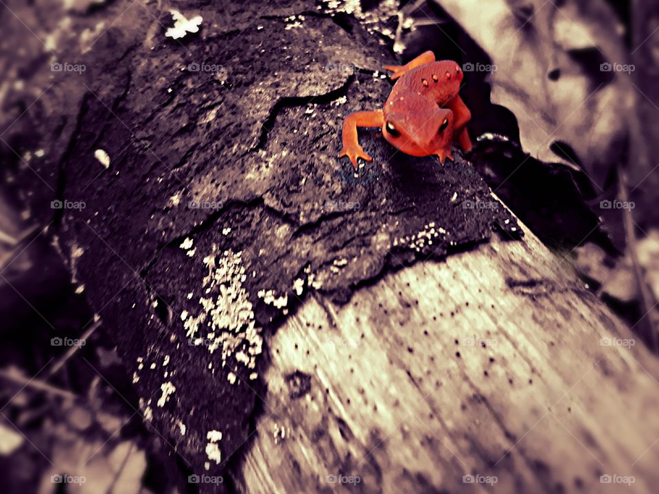 salamander