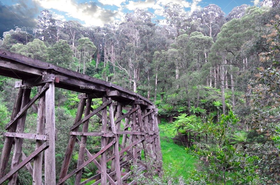 Fern Gully Australia. Old steam train track in the Forrest 