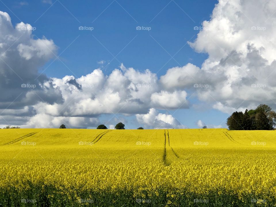 Fields of gold