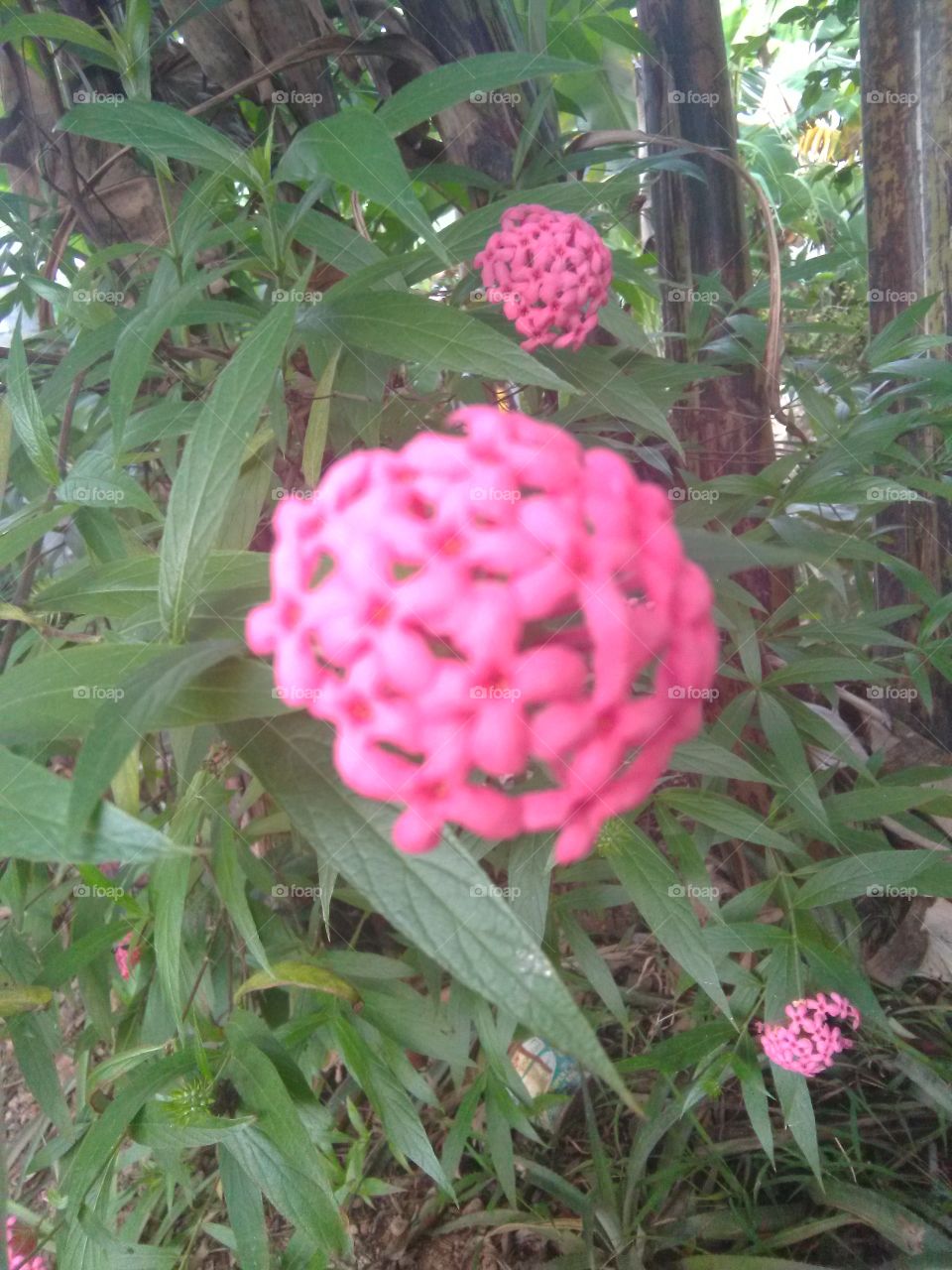 Pink color blur  flowers beauty