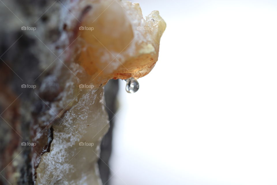 tree sap