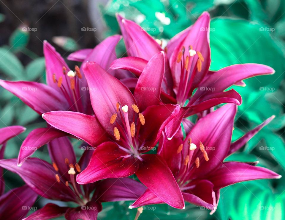 vibrant lillies