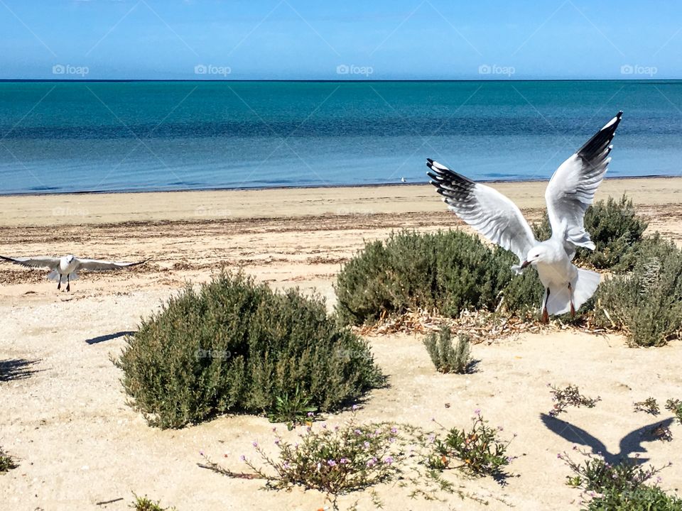 Seagulls in mid-flight foreground closeup wingspans and legs, landing 