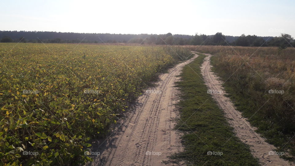 Road in a field