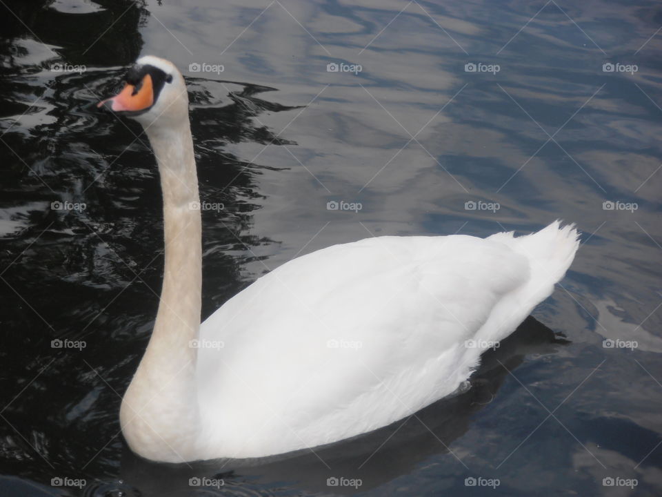 Long Neck Swan