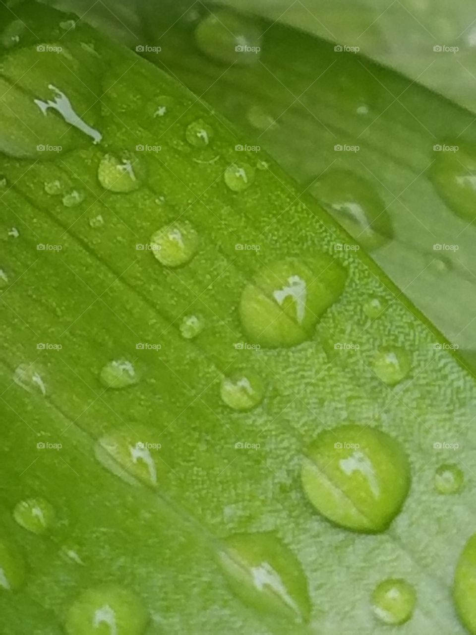 Water droplets on a lily leaf.