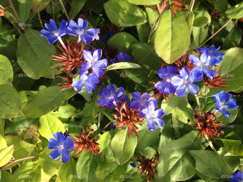 Purple Flowers