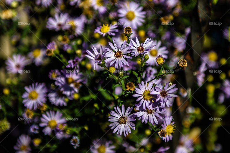 Purple flowers in bloom